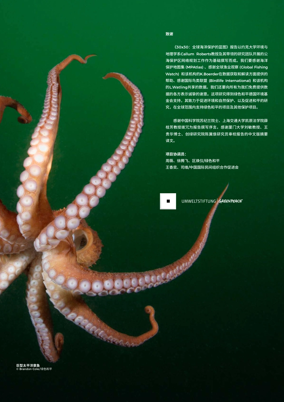 30X30全球海洋保护的蓝图-如何在2030年之前保护全球30%的海洋-绿色和平_第2页