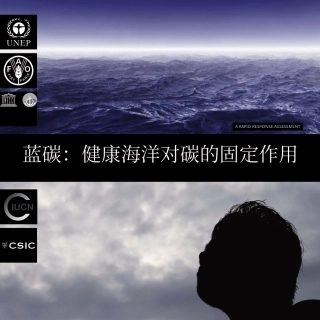 蓝碳报告：健康海洋对碳的固定作用