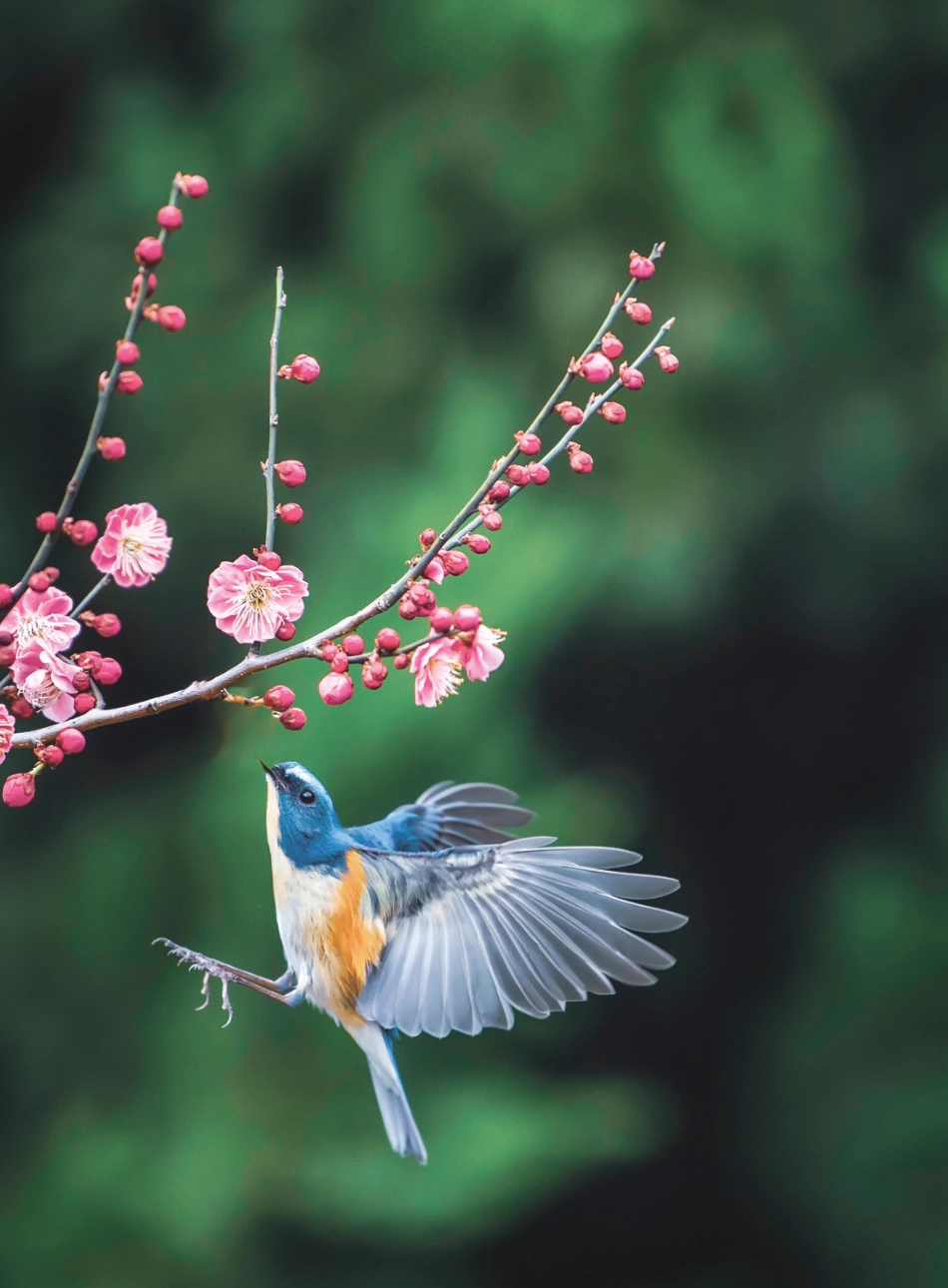 企业生物多样性信息披露研究报告-中财绿金院_第2页